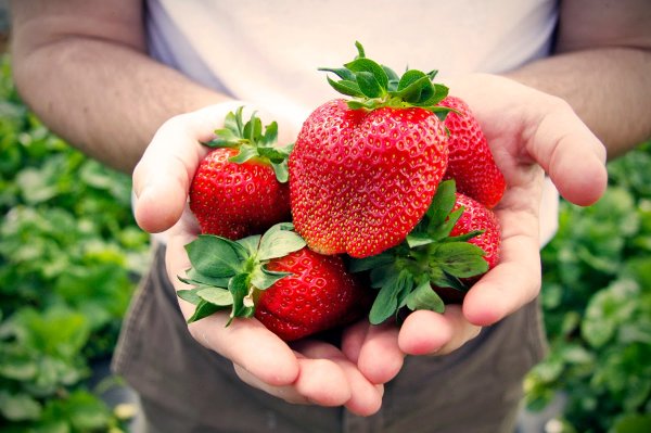 Клубника Коррадо