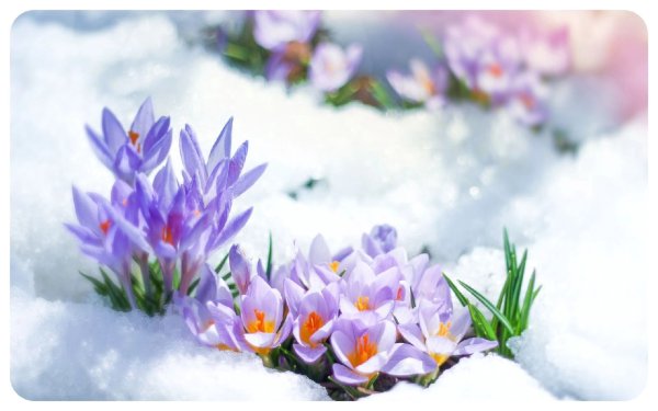 Весна проталины подснежники природа