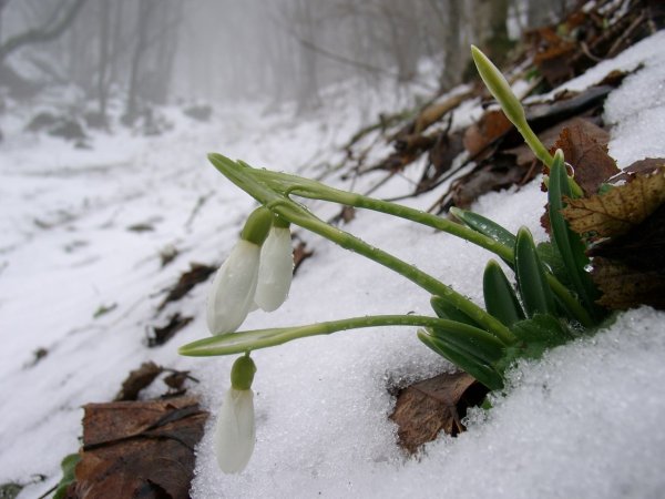 Фото наступающей весны