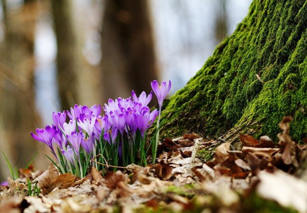 Цветы в снегу
