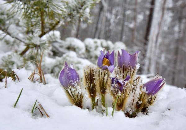 Пролески, подснежники, крокусы