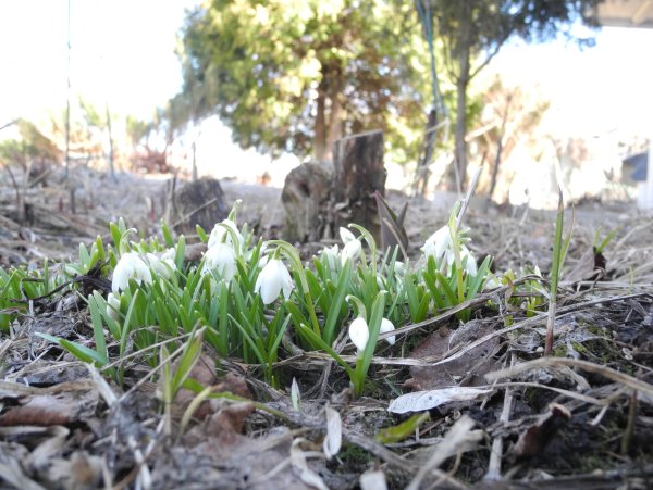 Настоящая Весна
