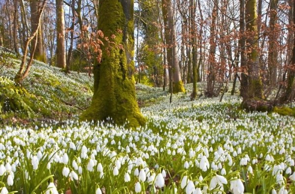 Весна цветение