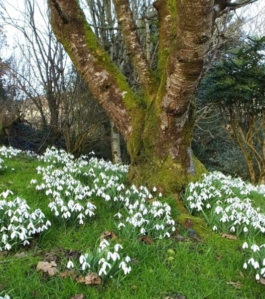 Верба и багульник