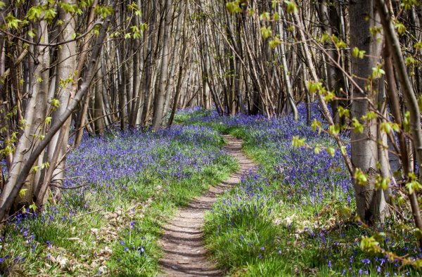 Ранняя Весна