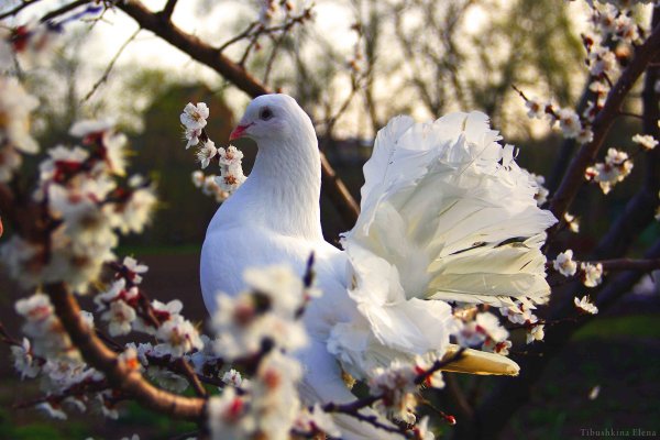 Голубь с цветком