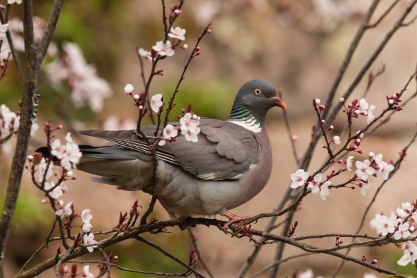 Голуби весной