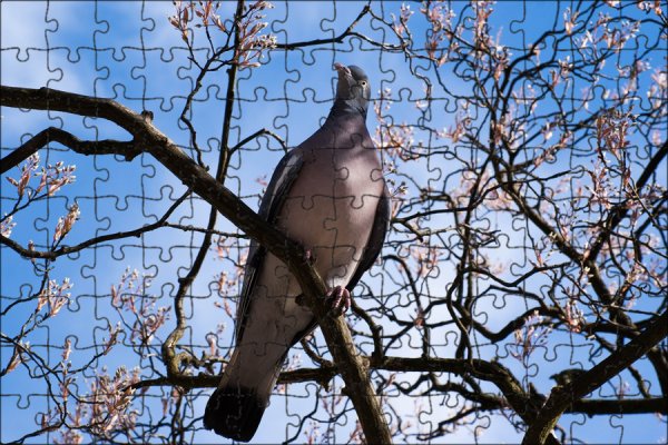 Весна голуби