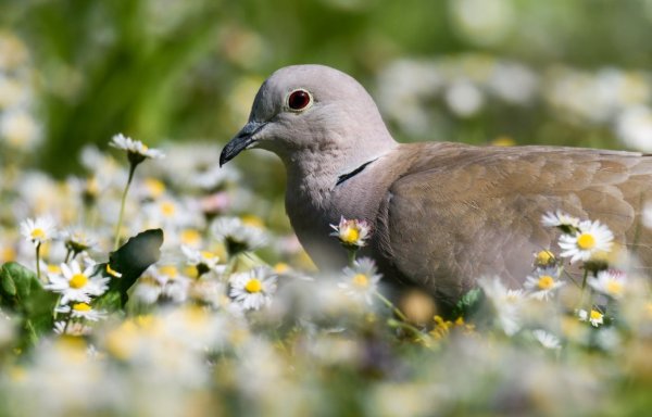 Весенний голубь
