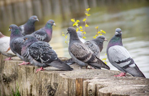 Воркованье голубя весной