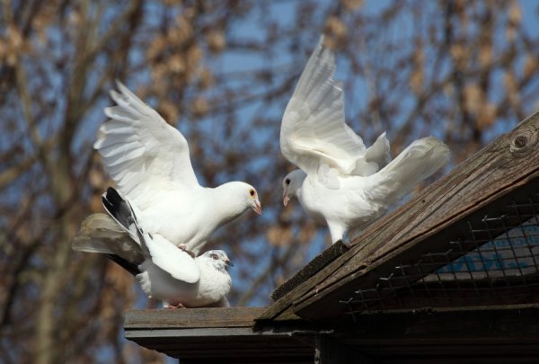 Весенний голубь