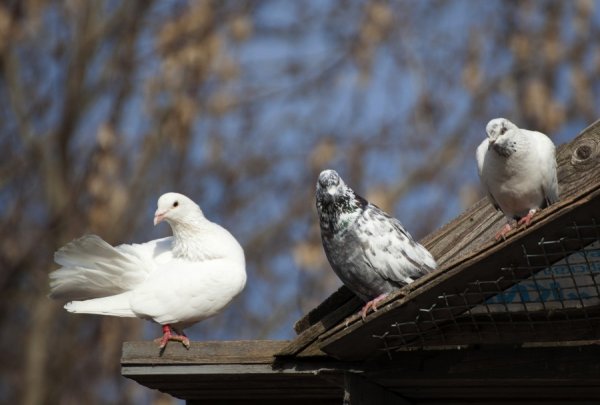 Весенний голубь