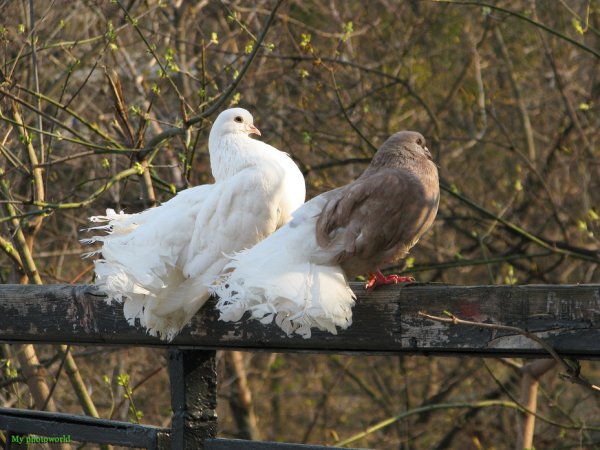 Голуби весной