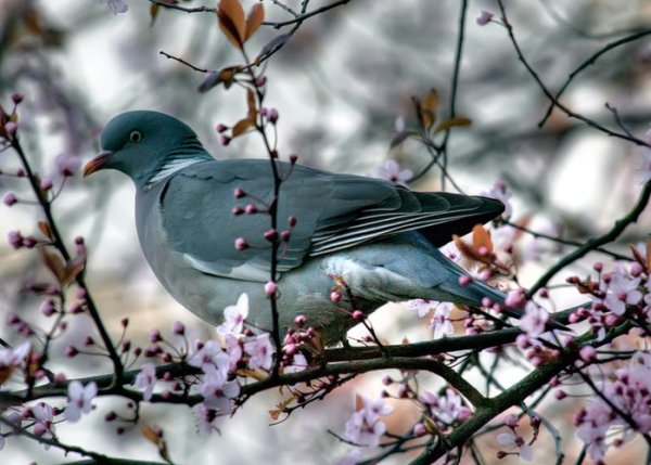 Горлица весной