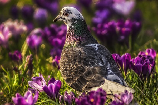 Голуби весной