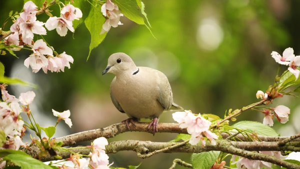 Голуби на цветущей ветке