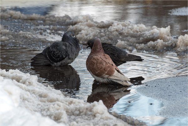 Голуби весной