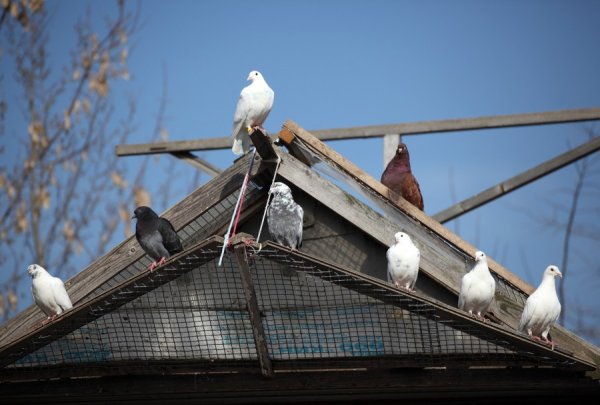 Весна голуби
