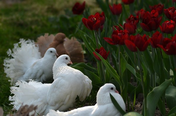 Голубь с цветком
