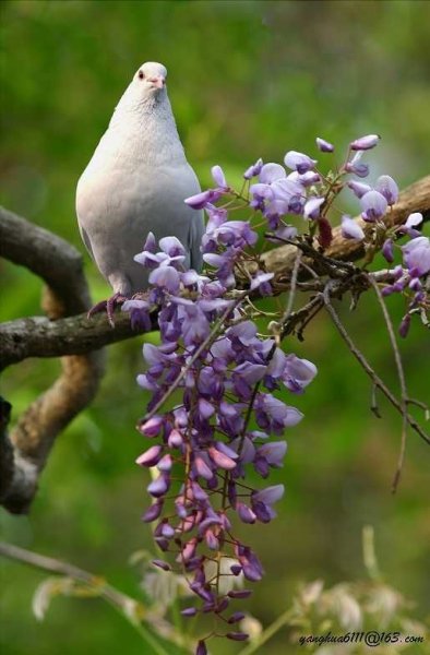 Голуби весной