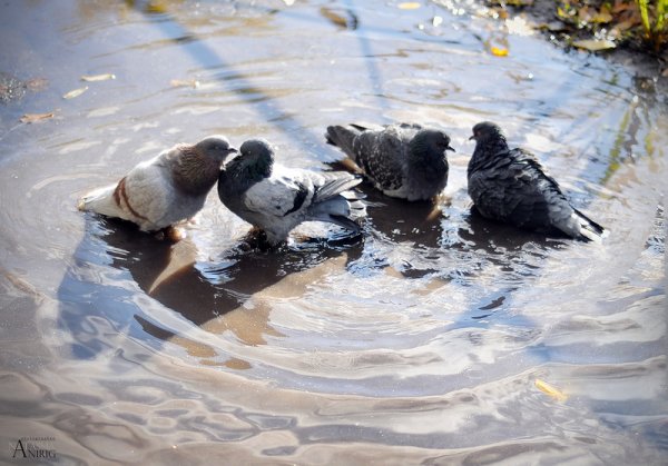 Птицы купаются в луже