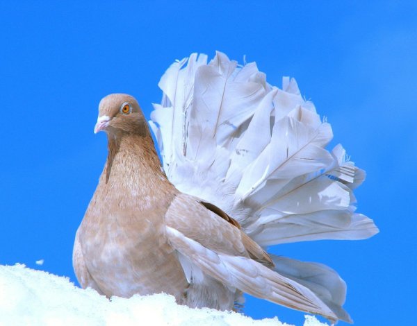 Рыжий голубь