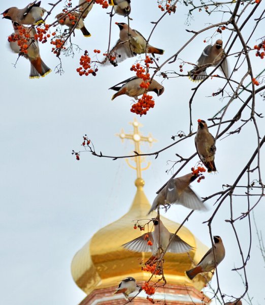 Голуби в городе