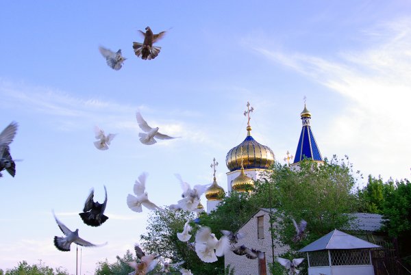 Голуби купаются в луже