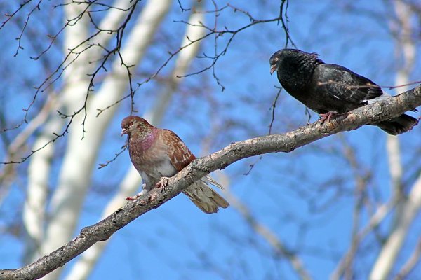 Весна птицы