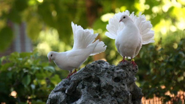 Небо с голубями фон