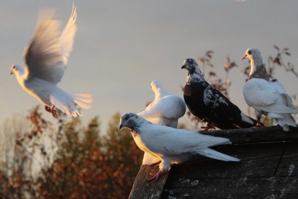 Птицы на дереве