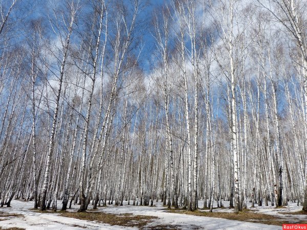 Березовая роща Красноярск