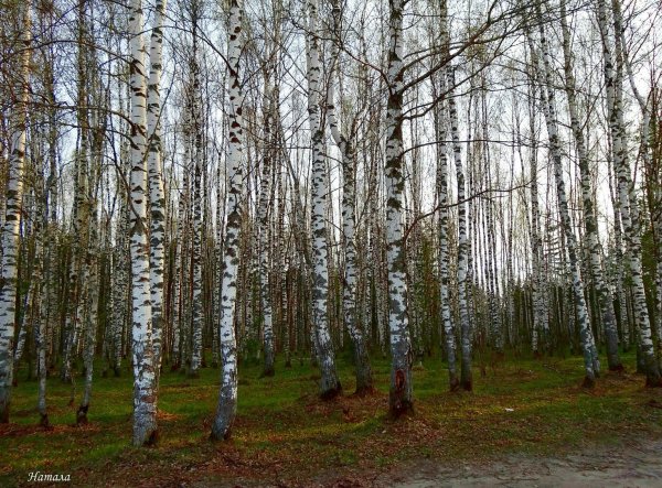 Весна в березовой роще