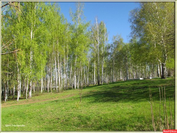 Березовая роща Рязань