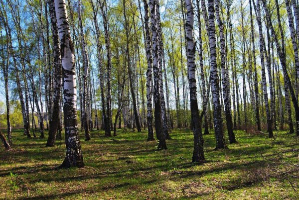 Пальтау Березовая роща
