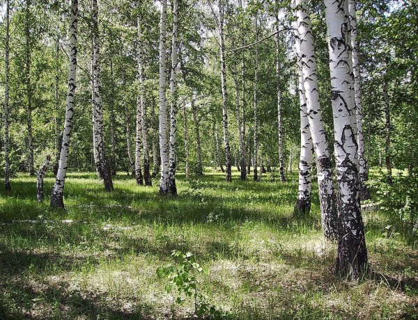 Березовая роща Томск