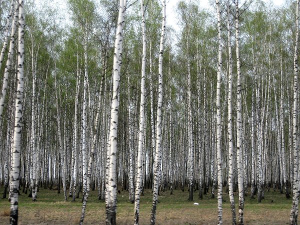 Березовая роща шахирадан