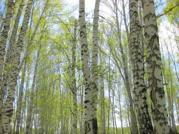 Березовая роща Березники