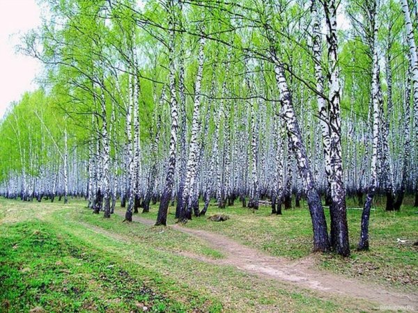 Стоянка Березовая роща