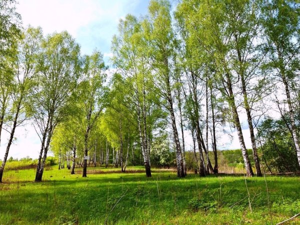 Березовая роща Барнаул