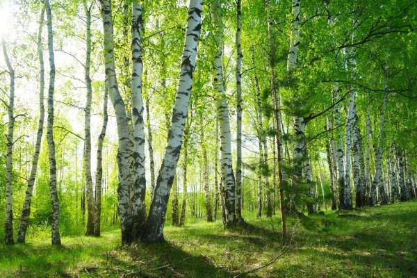 Березовые Рощи Рязанской области