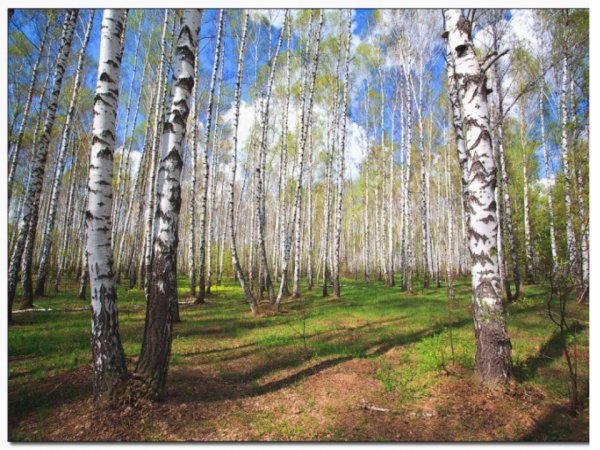 Березовая роща в апреле