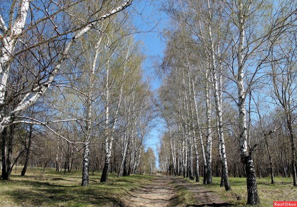 Лес Березовая роща