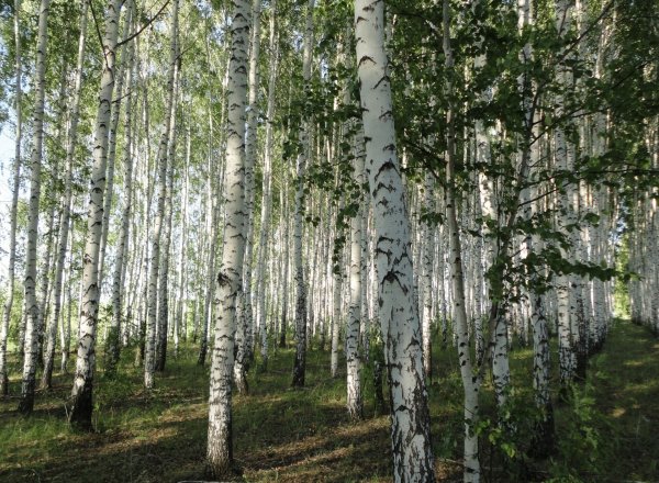 Березовая роща Томск