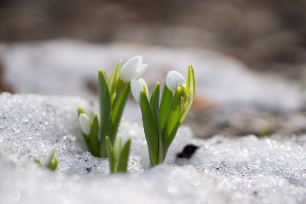 Северные подснежники