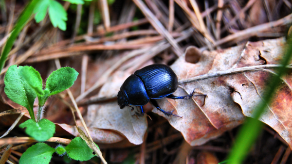 Насекомые ранней весной