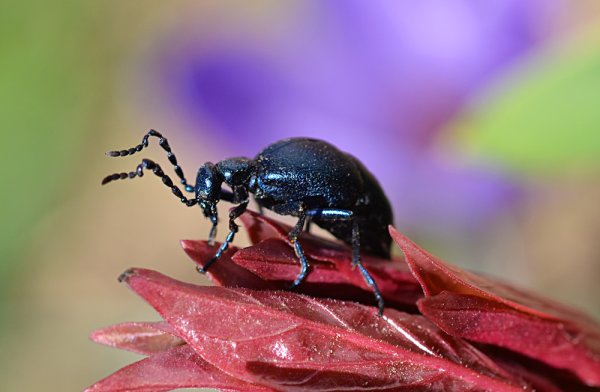 Весенние жуки