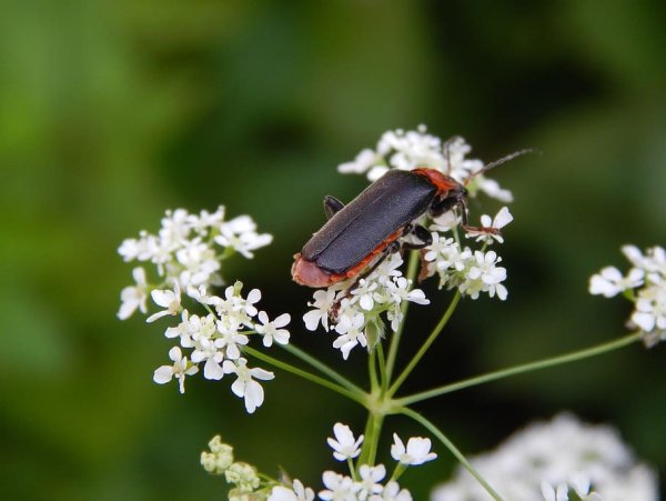 Весенние жуки