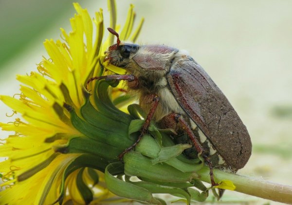 Апрельский хрущ Жук