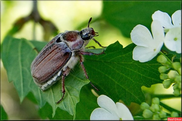 Майский Жук белый